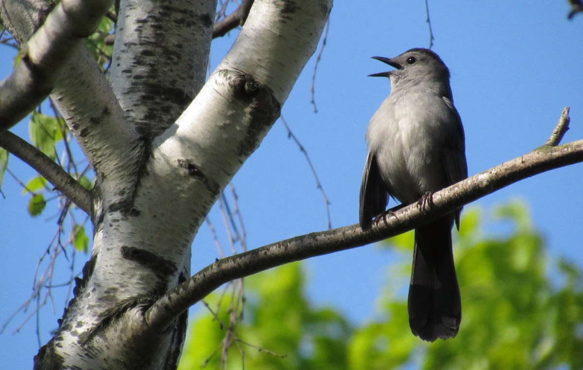 Gray Catbird - ML233099161