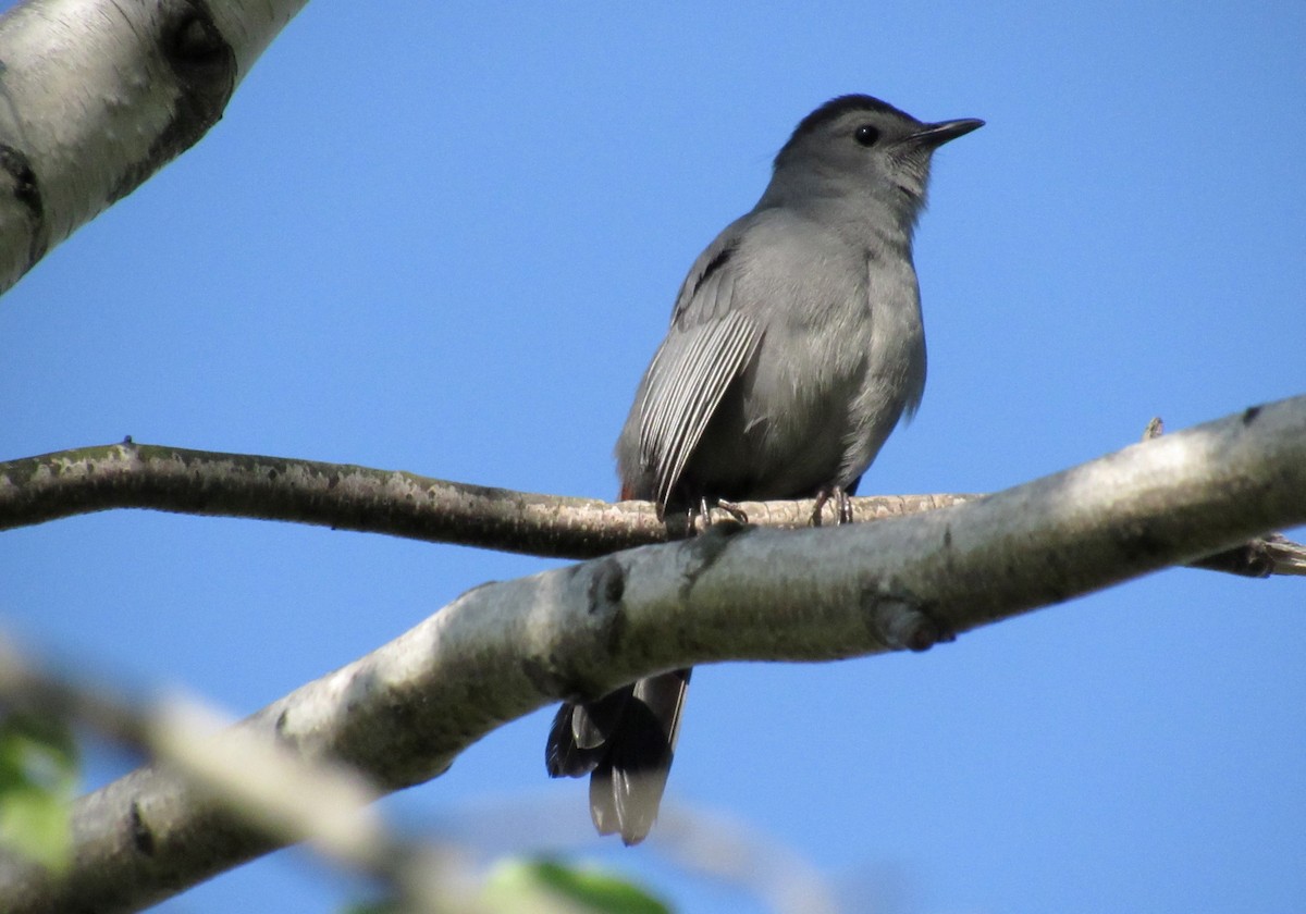 Gray Catbird - ML233099171