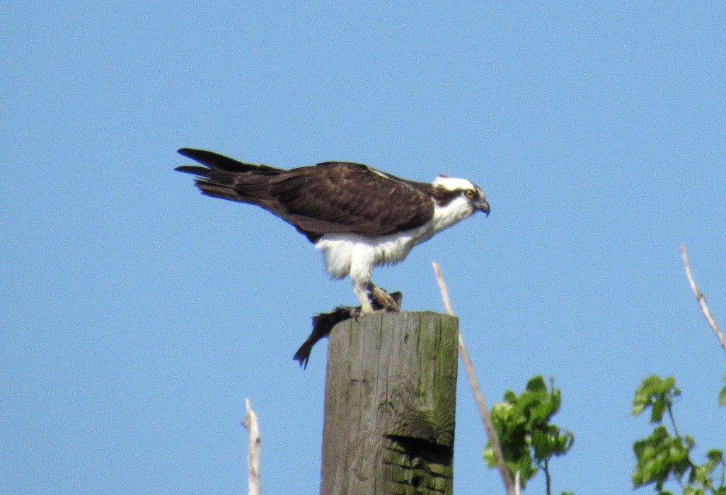 Osprey - ML233099201