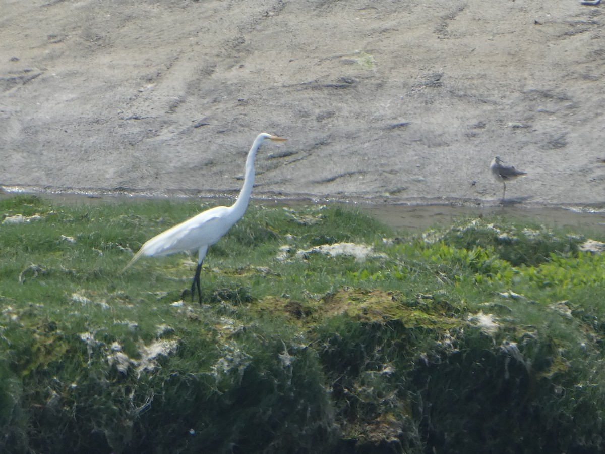 Great Egret - ML233099231