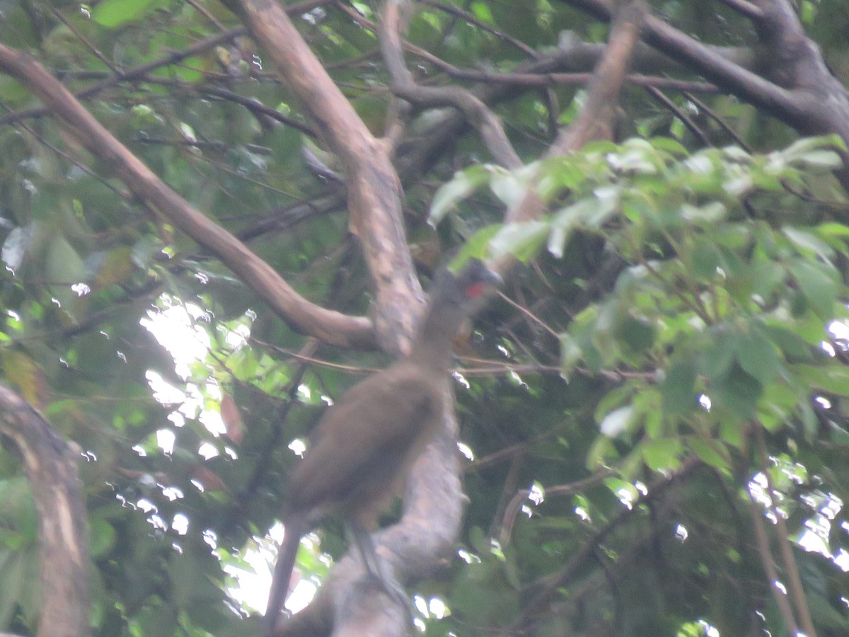 Rufous-vented Chachalaca (Rufous-tipped) - ML233099381