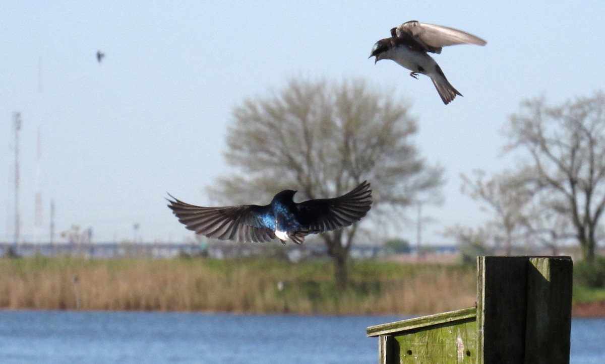 Tree Swallow - ML233099471