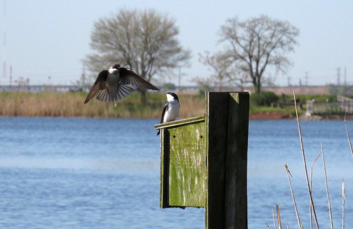 Tree Swallow - ML233099491