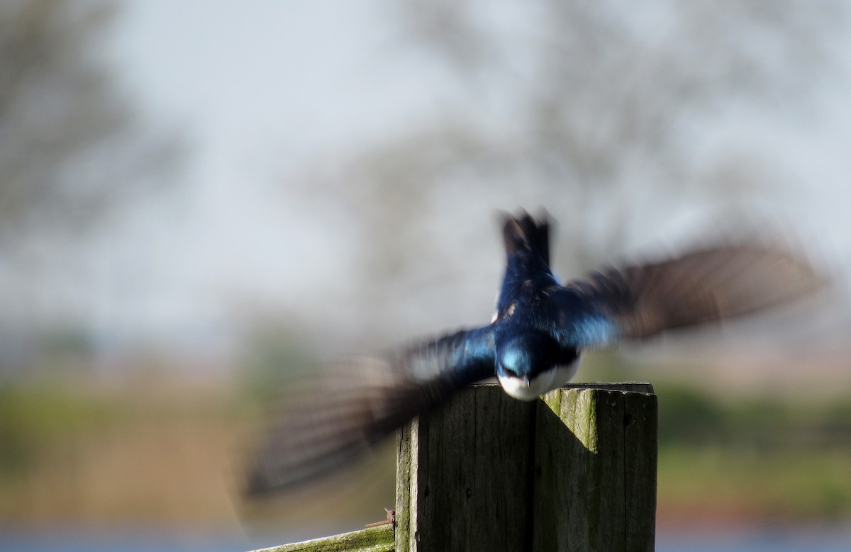 Tree Swallow - ML233099501