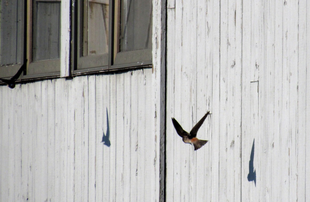 Cliff Swallow - ML233099571