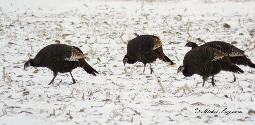 Wild Turkey - ML23310021