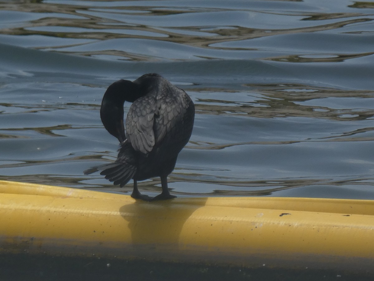 cormorant sp. - ML233100241