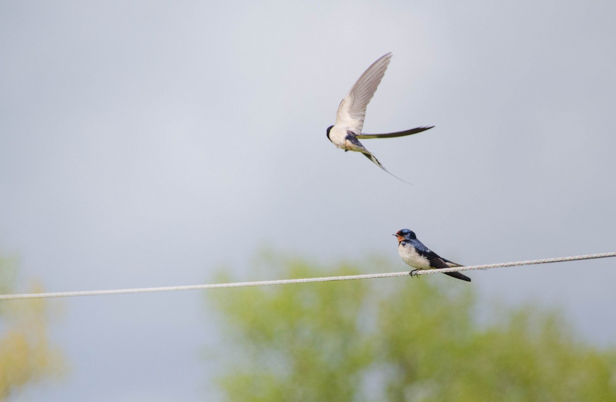 Barn Swallow - Charlotte  Muuls