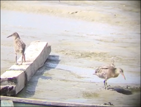 Mangrove Rail - ML233102921