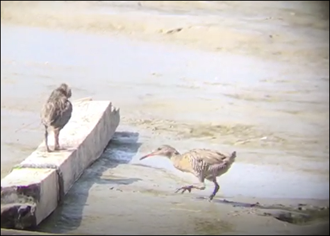 Mangrove Rail - ML233103081