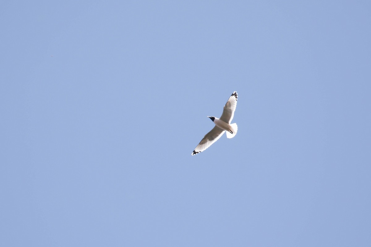 Franklin's Gull - ML233103751