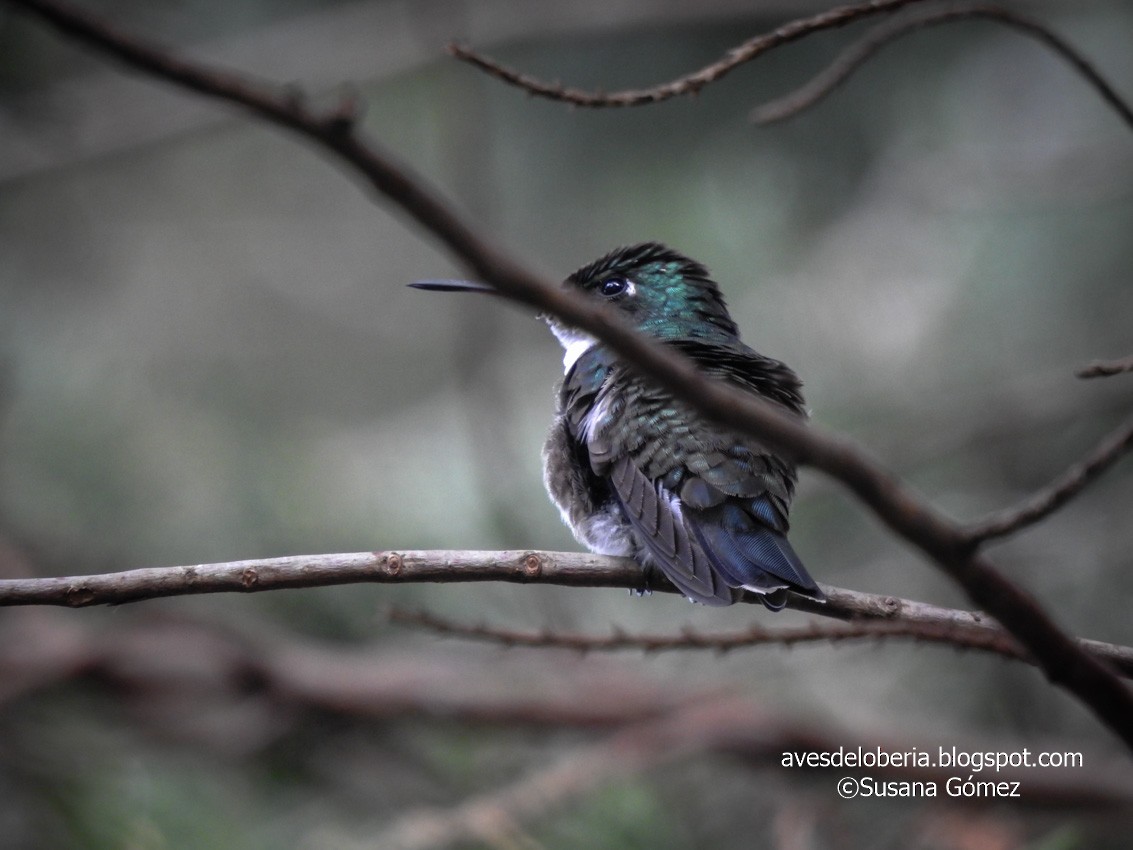 White-throated Hummingbird - ML233103761