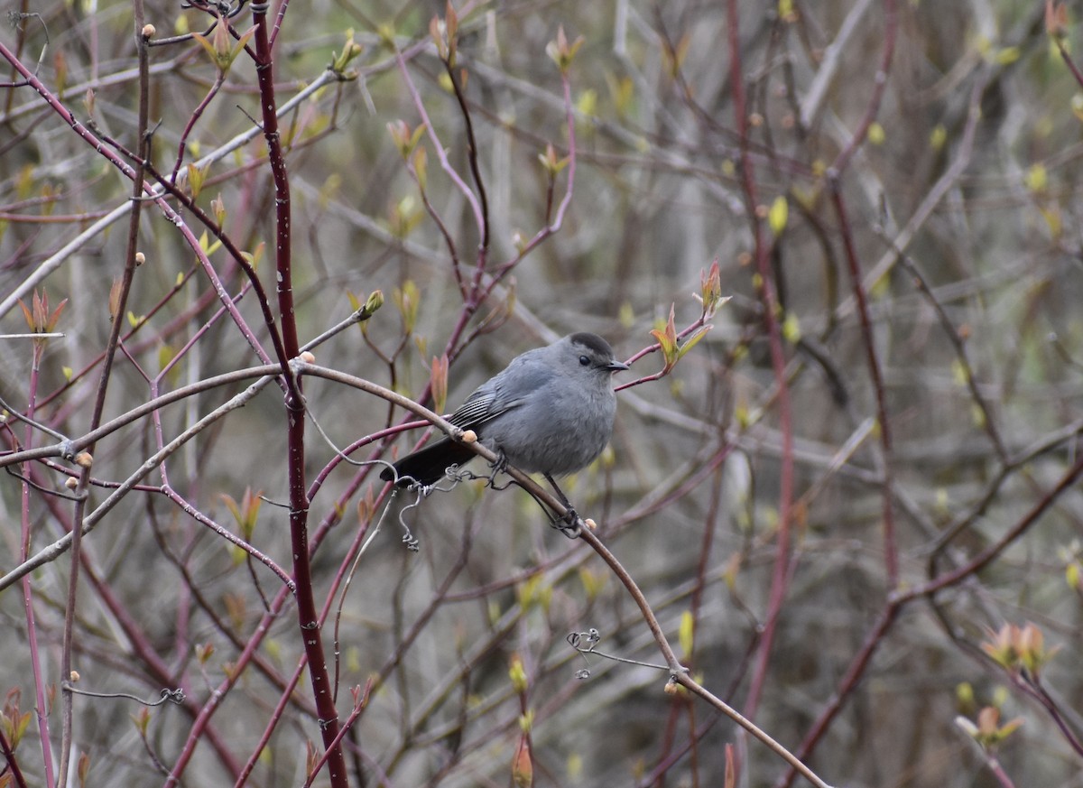 Gray Catbird - ML233106731