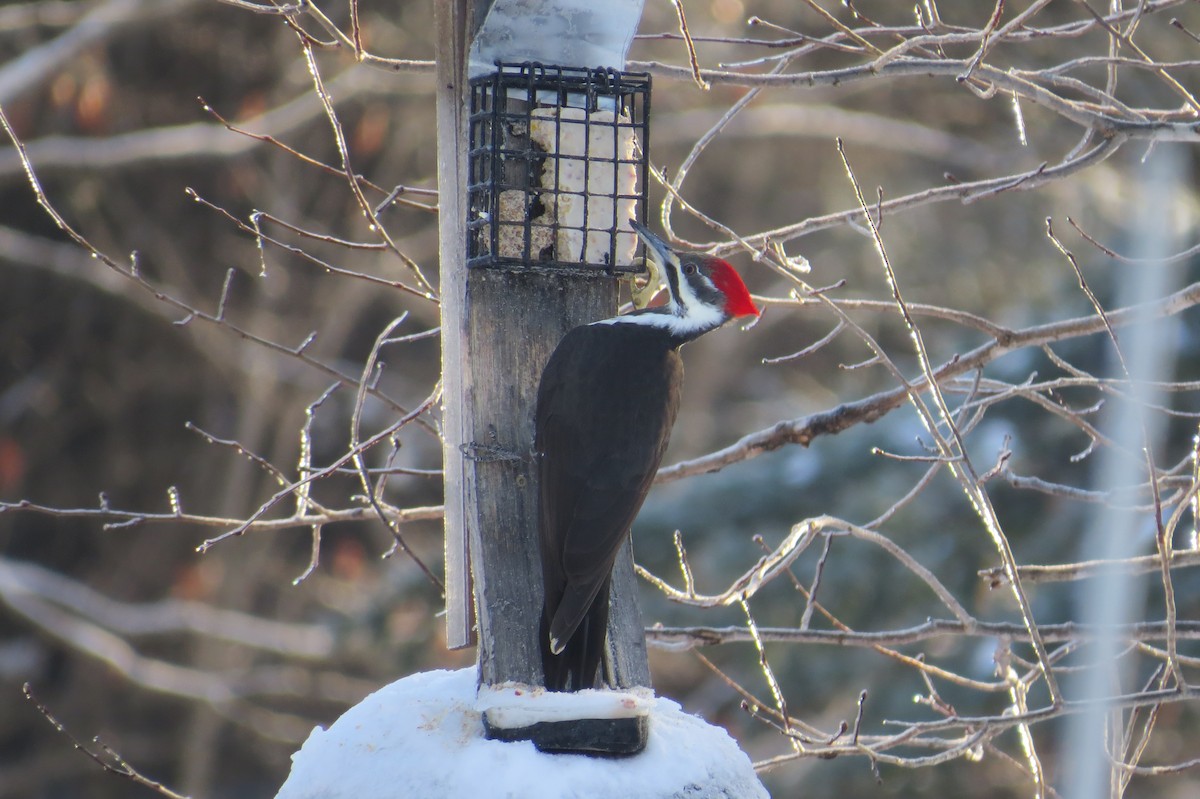 Pileated Woodpecker - ML23310691