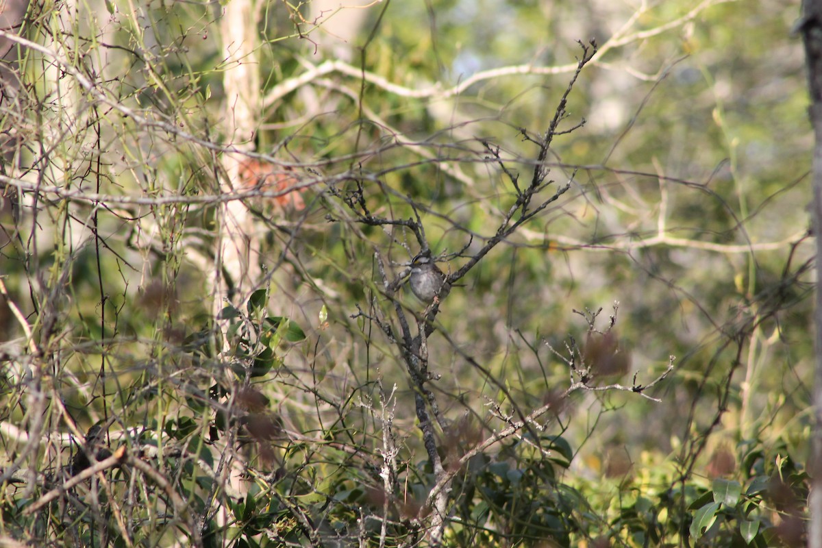 White-throated Sparrow - ML233107001