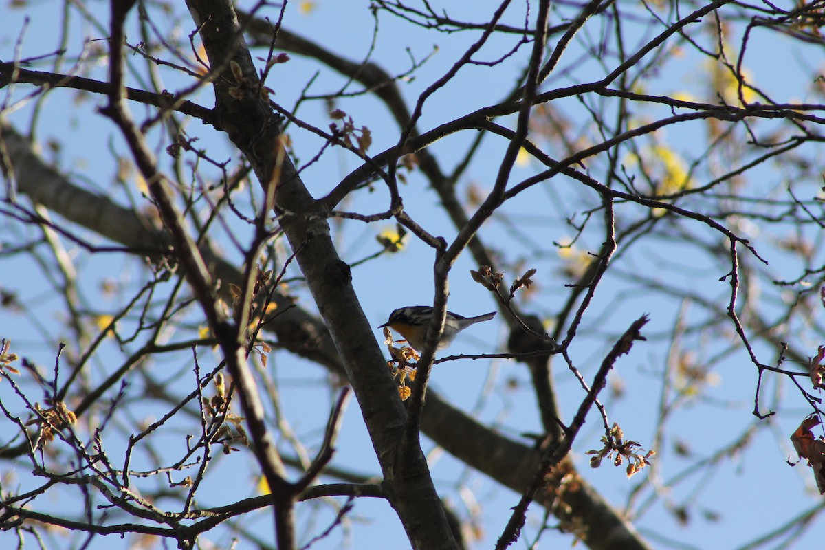 Yellow-throated Warbler - ML233107351