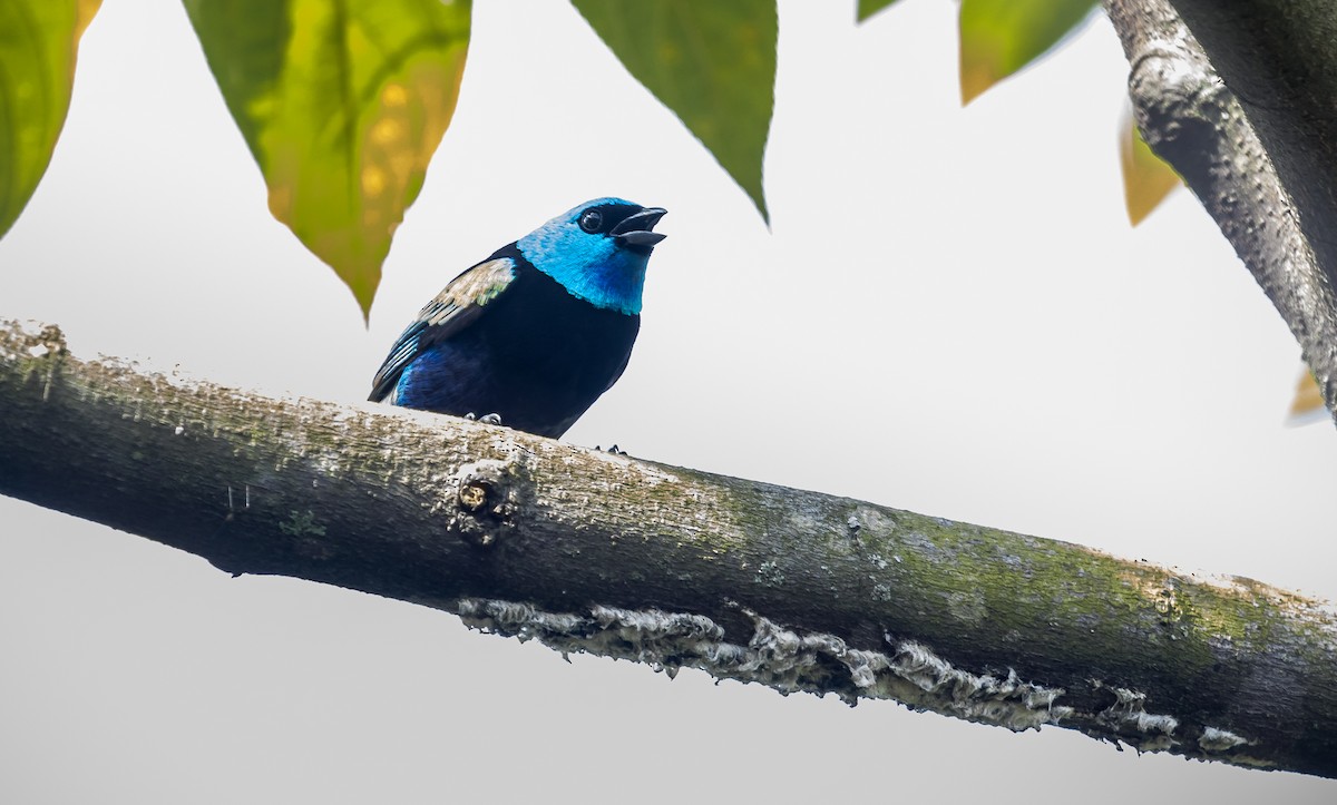 Blue-necked Tanager - ML233107381