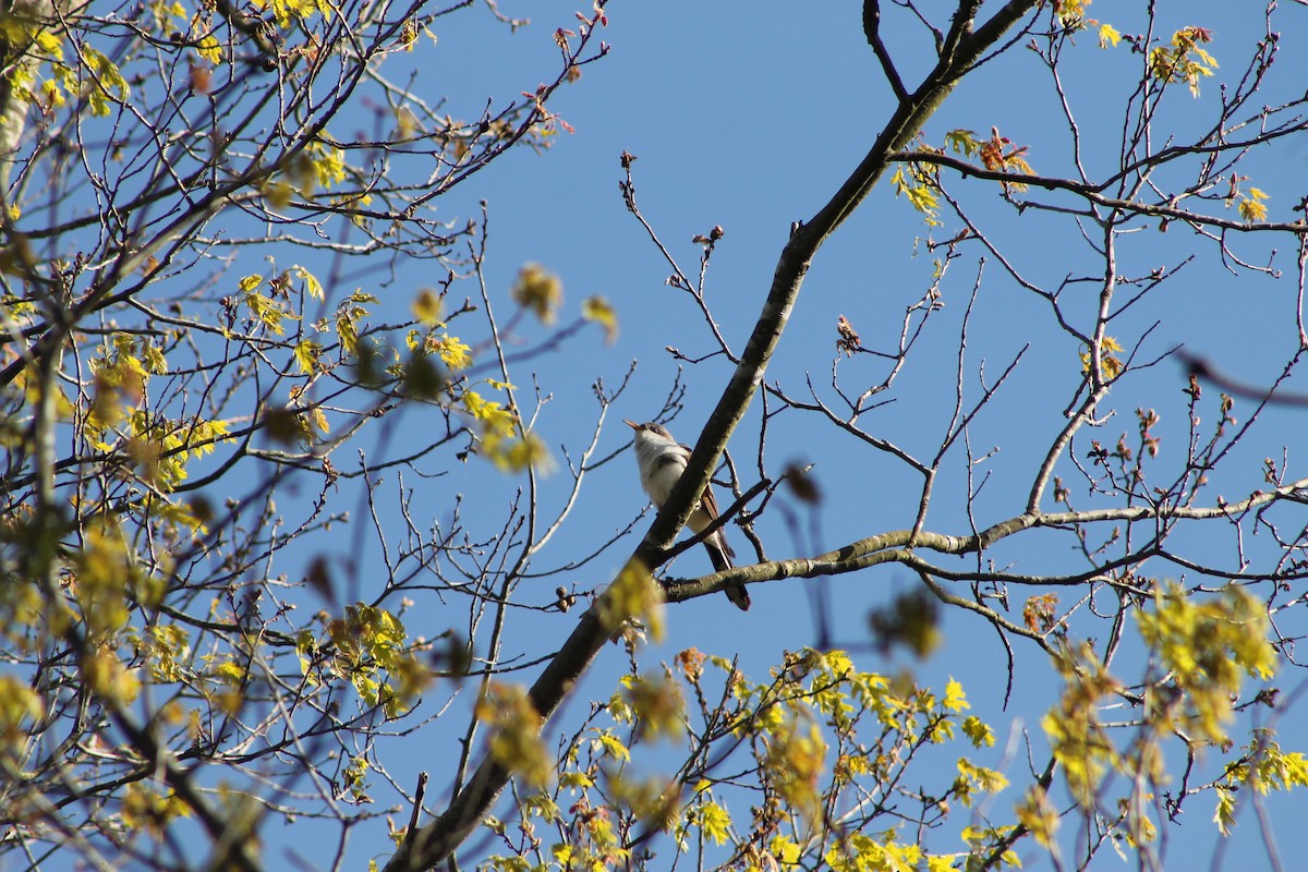 Yellow-billed Cuckoo - ML233107551