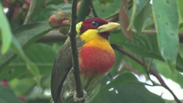 Lemon-throated Barbet - ML233107821