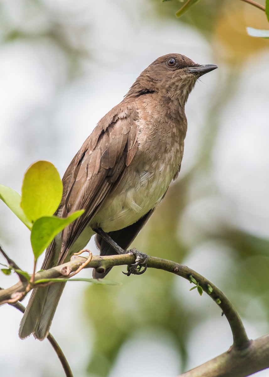 Black-billed Thrush - ML233108091