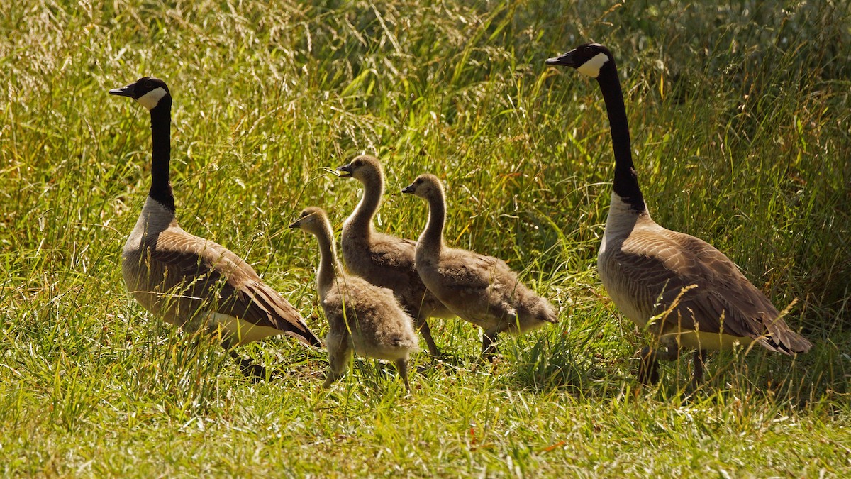 Canada Goose - ML233108621