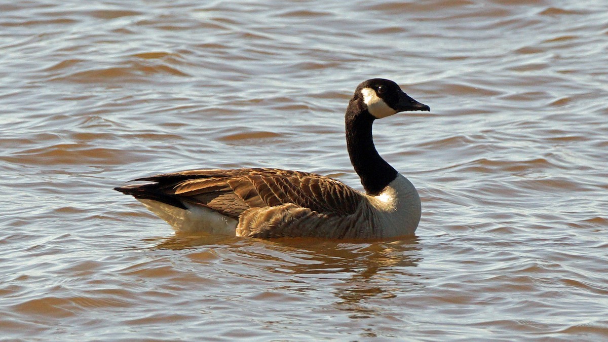 Canada Goose - ML233108711