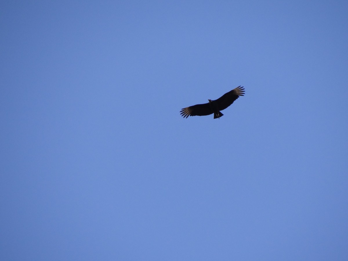 Black Vulture - ML233108791