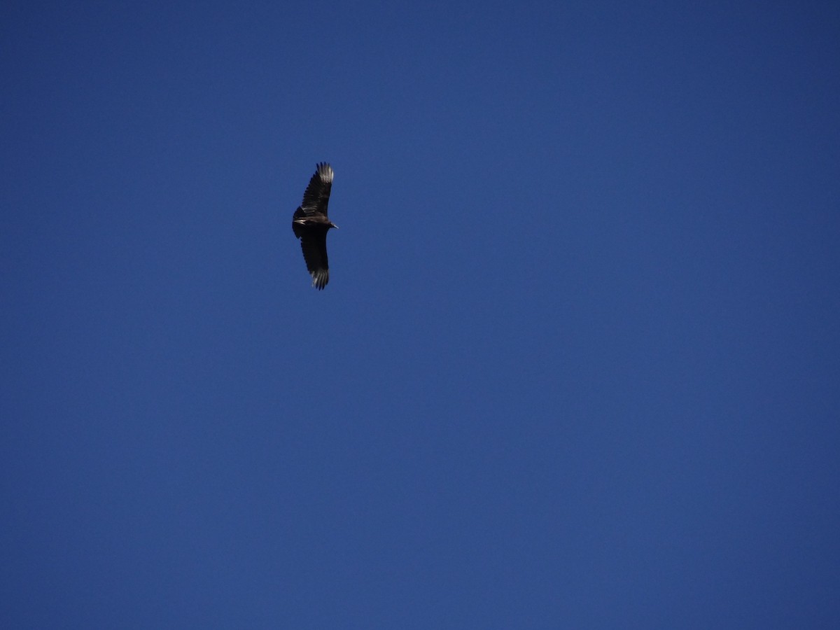 Black Vulture - ML233108811