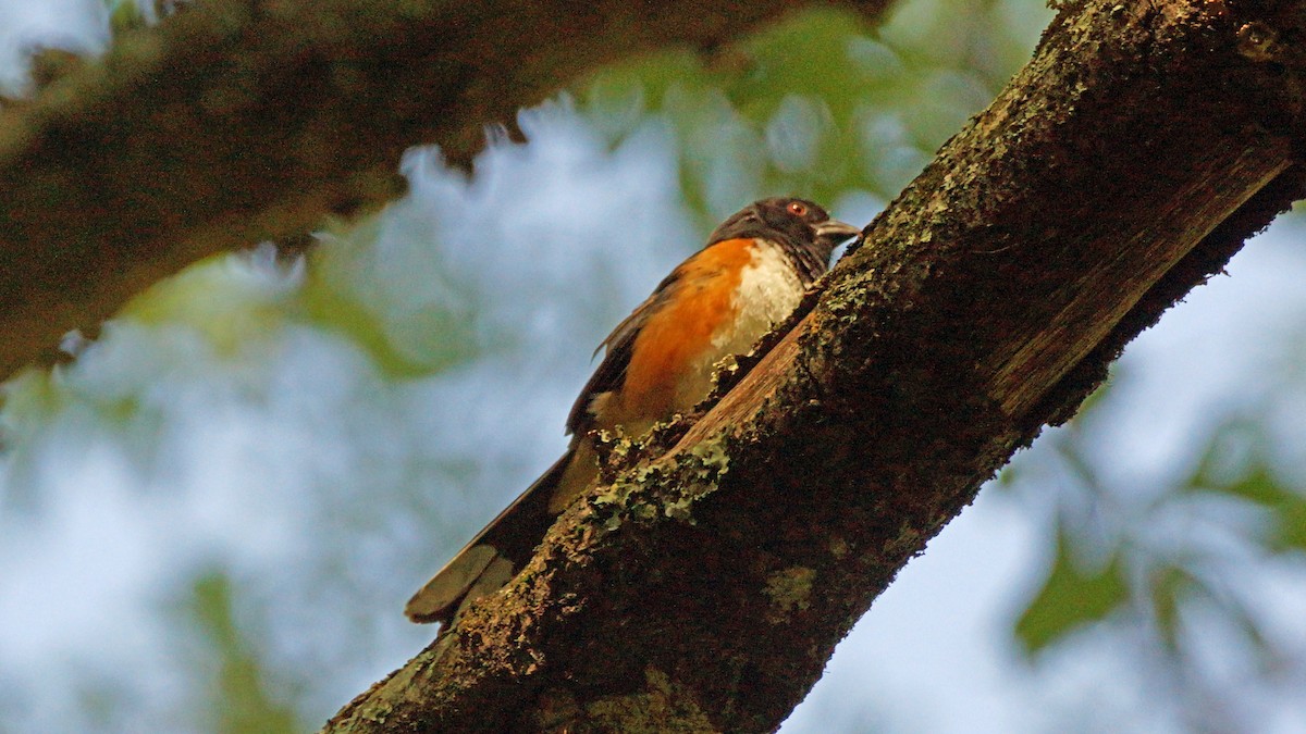 Eastern Towhee - ML233109051