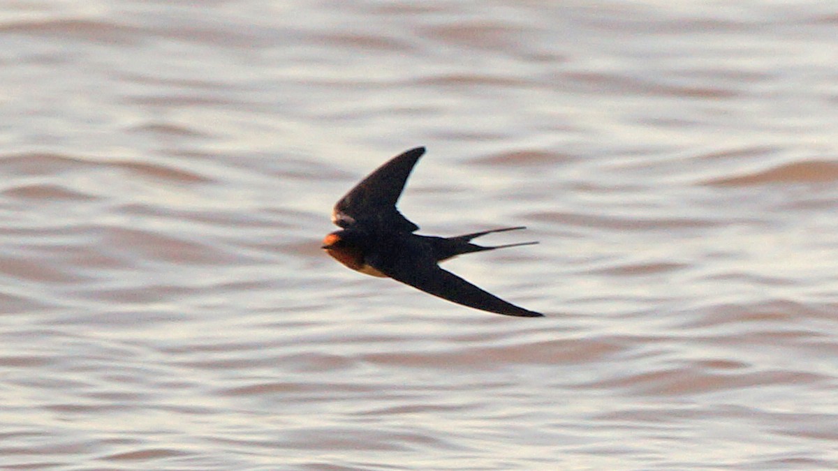 Barn Swallow - ML233109231