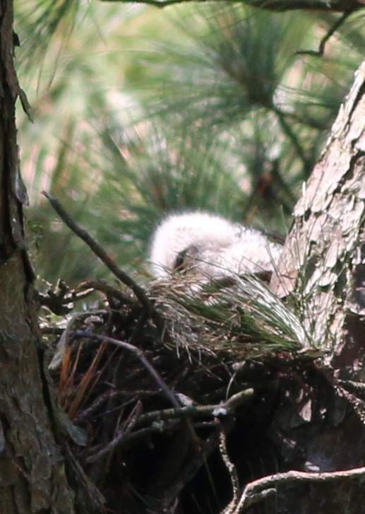 Red-shouldered Hawk - ML233109651