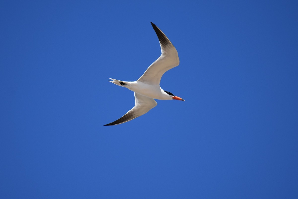 Caspian Tern - ML233109941