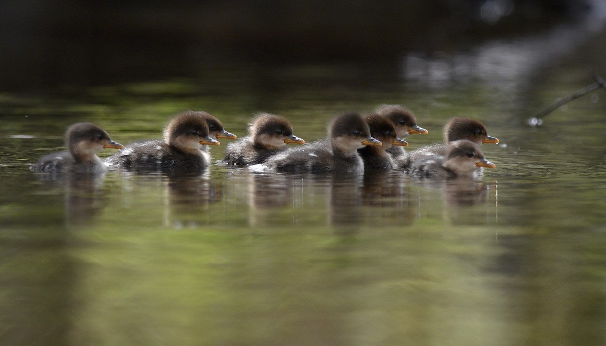 Hooded Merganser - Daniel Irons