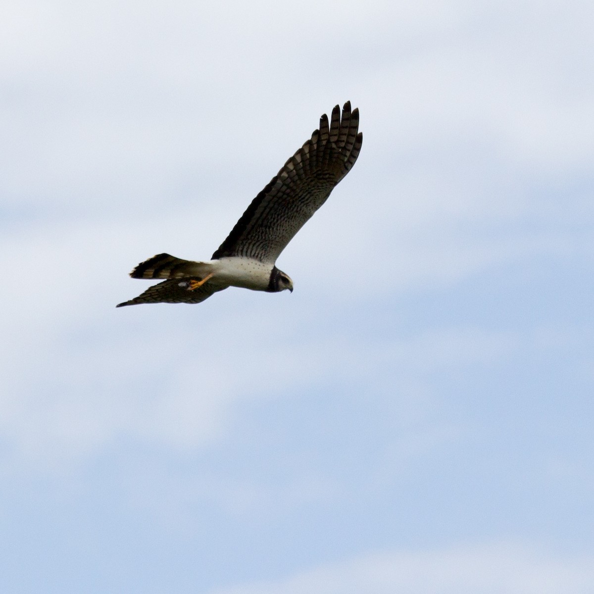 Long-winged Harrier - ML233110931