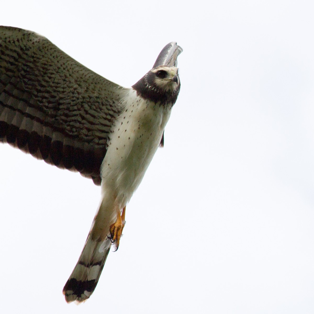 Long-winged Harrier - ML233111021