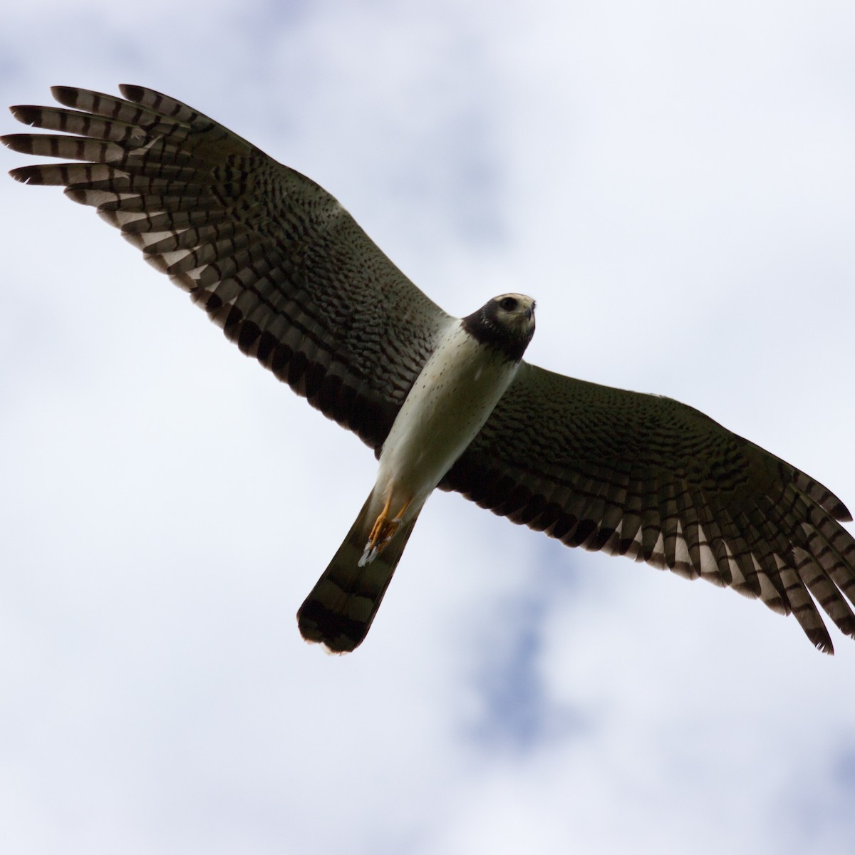Long-winged Harrier - ML233111291