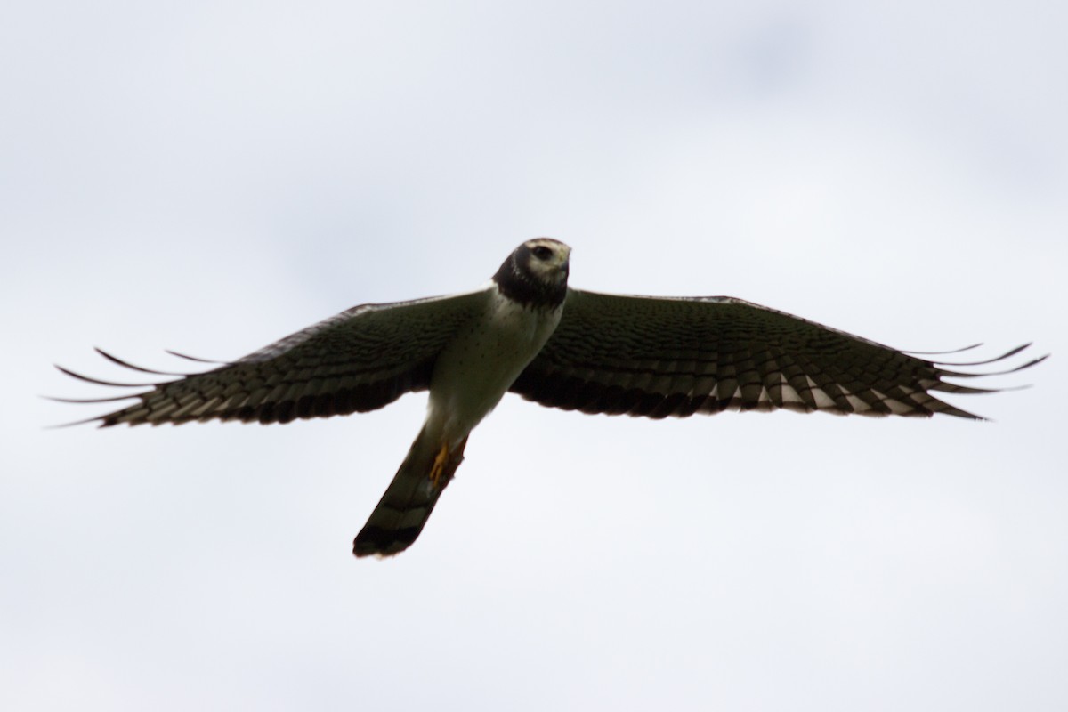 Long-winged Harrier - ML233111411