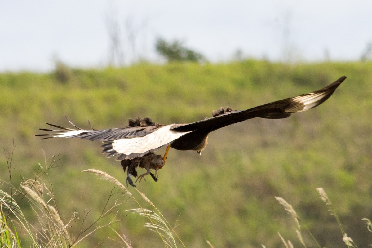Crested Caracara (Southern) - ML233111481