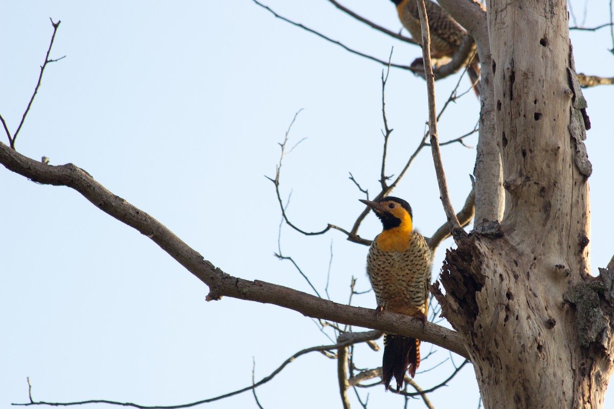 Campo Flicker - ML233111511