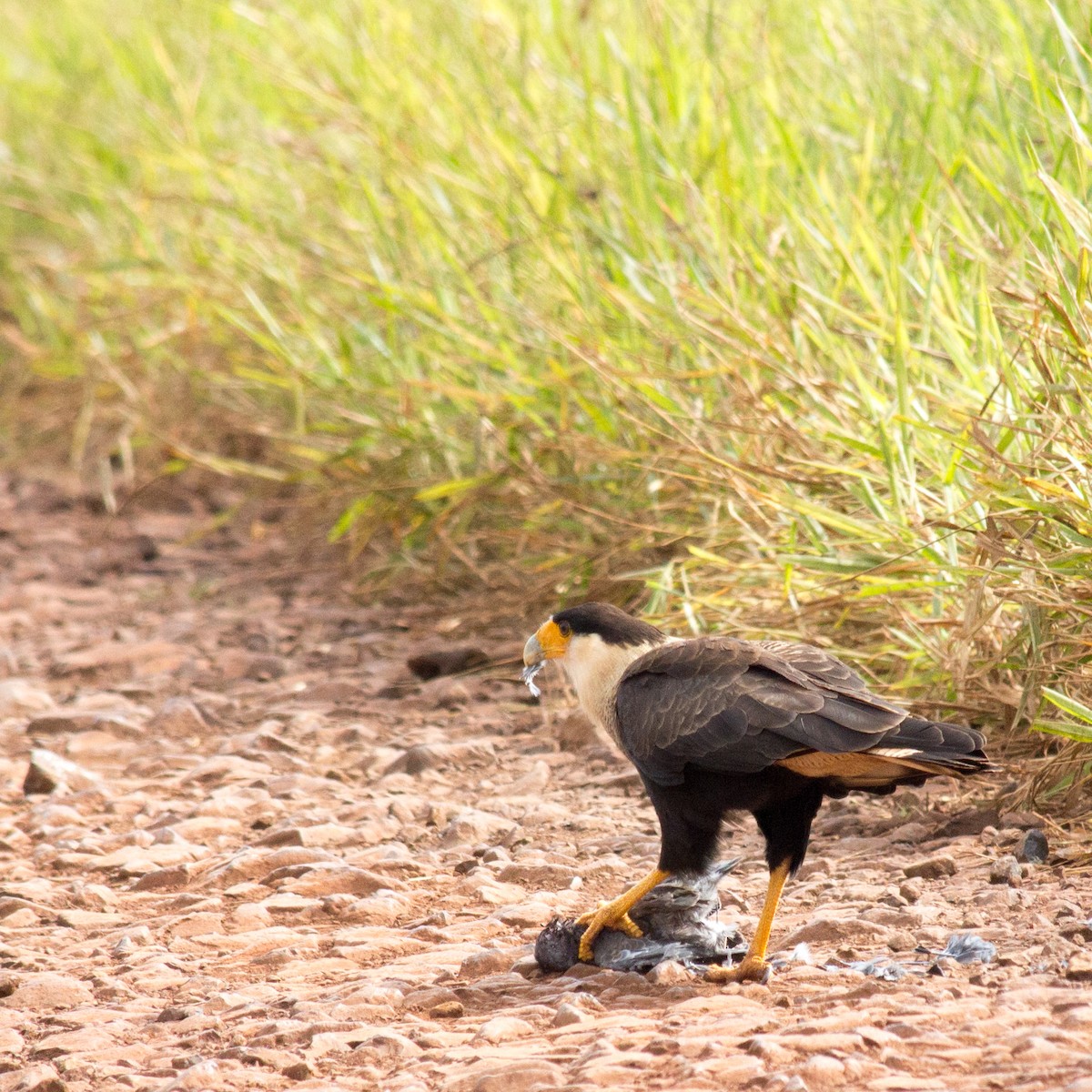 Crested Caracara (Southern) - ML233111701