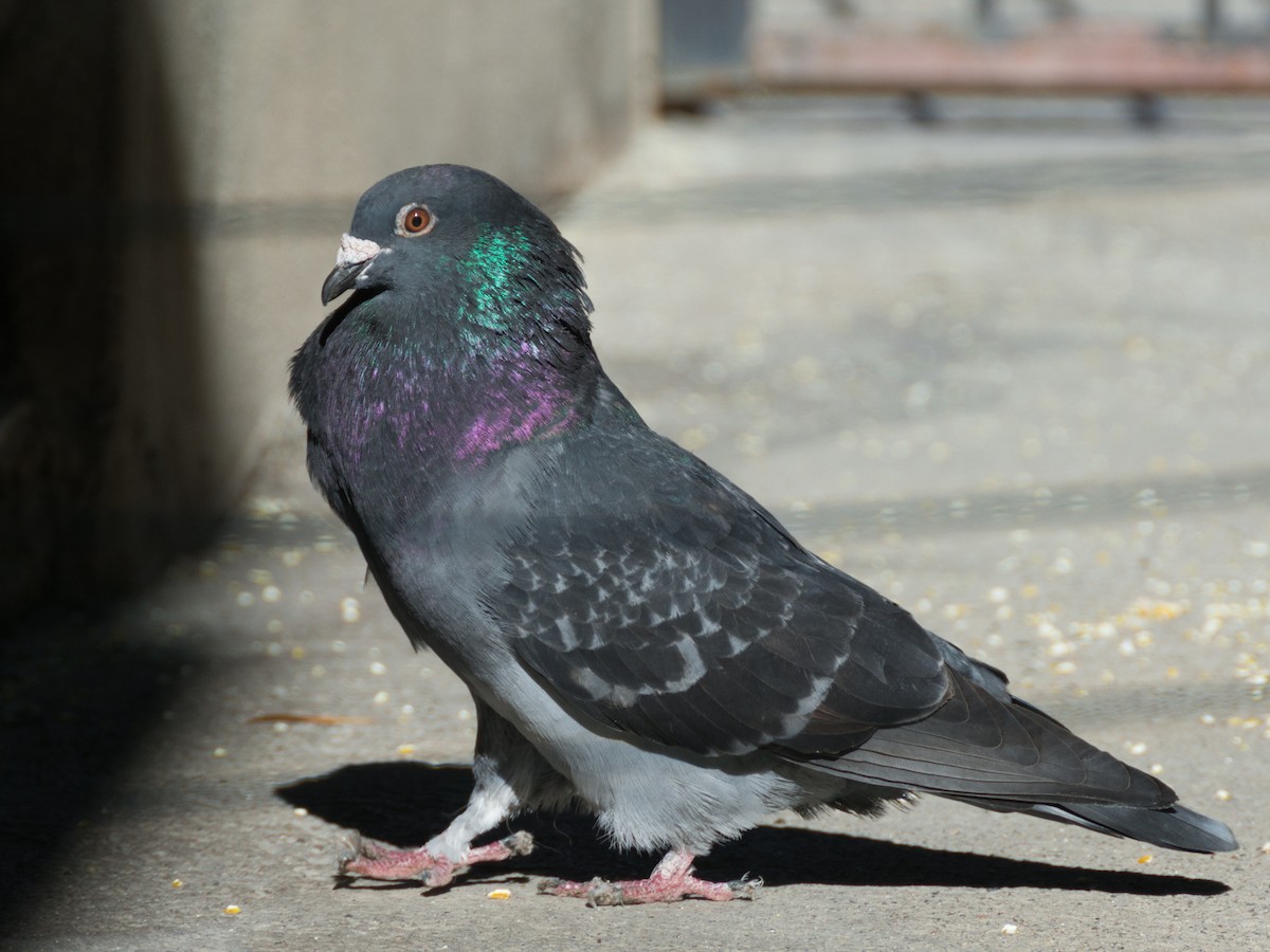 Rock Pigeon (Feral Pigeon) - ML233111711