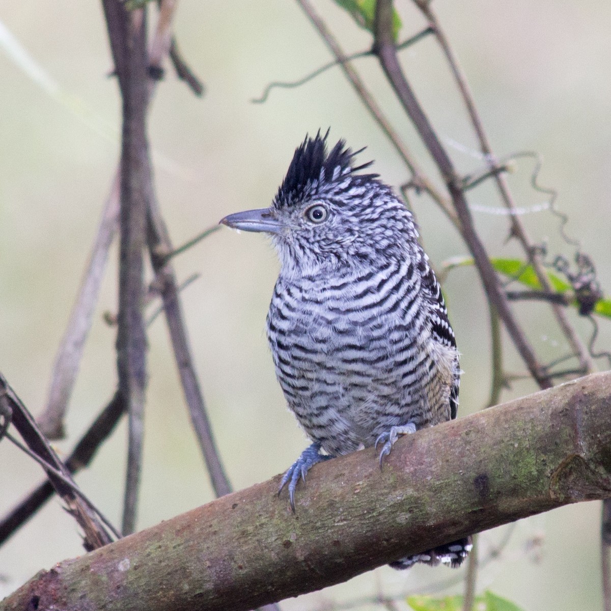 Barred Antshrike - ML233111721