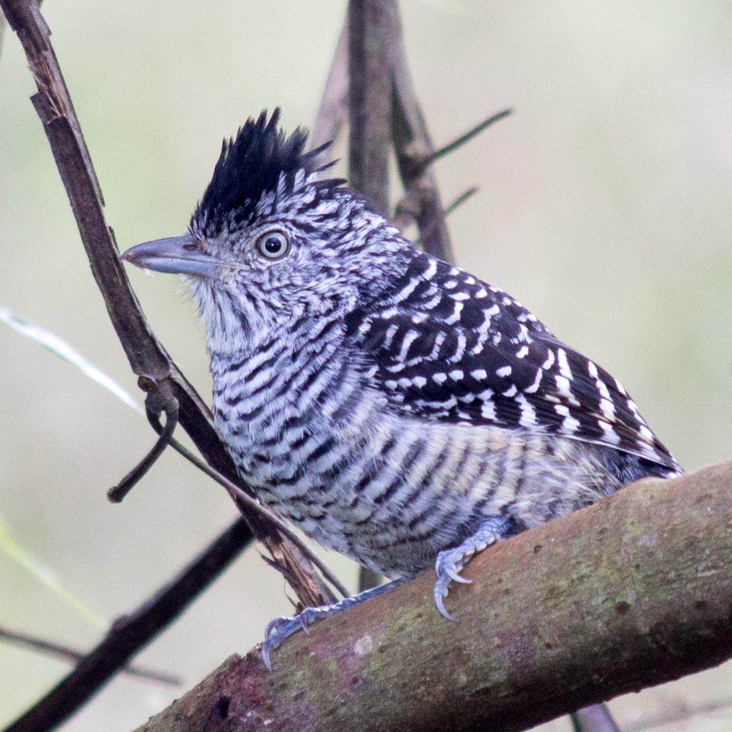 Barred Antshrike - ML233111781