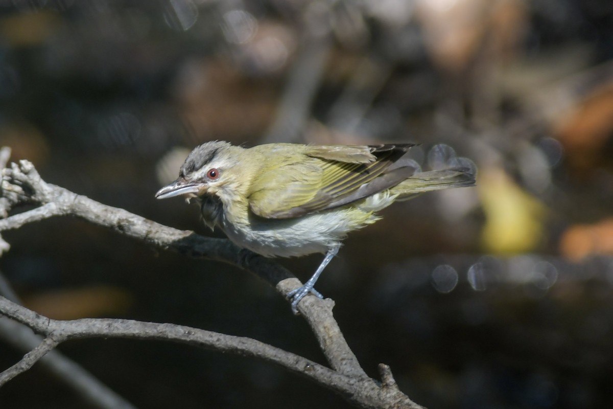 Red-eyed Vireo - Mike Charest