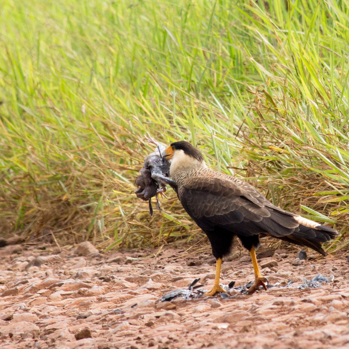Crested Caracara (Southern) - ML233111821
