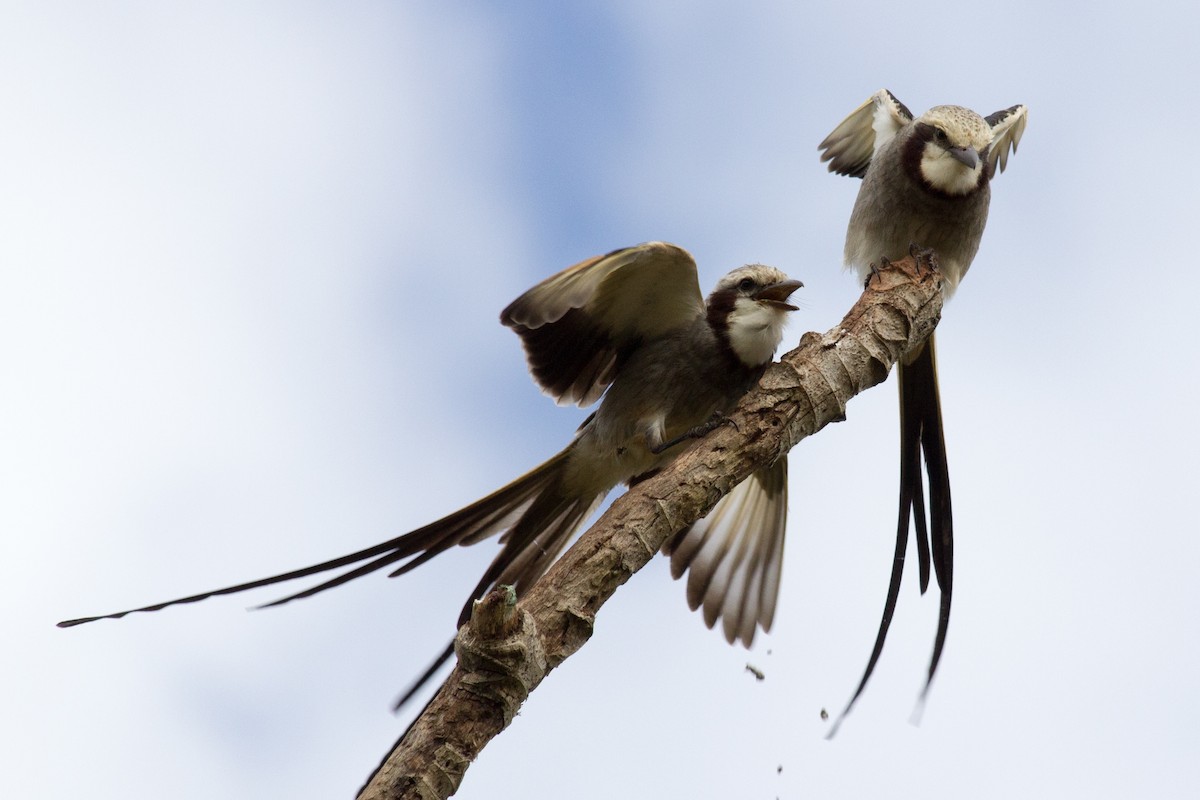 Streamer-tailed Tyrant - ML233112071