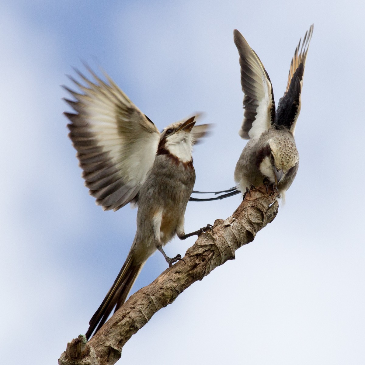 Streamer-tailed Tyrant - ML233112081