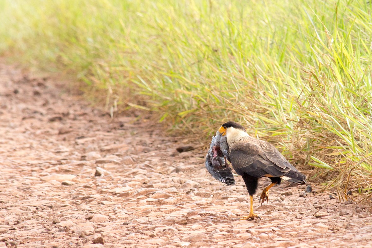 Crested Caracara (Southern) - ML233112091