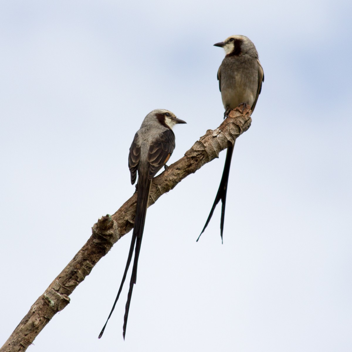 Streamer-tailed Tyrant - ML233112191