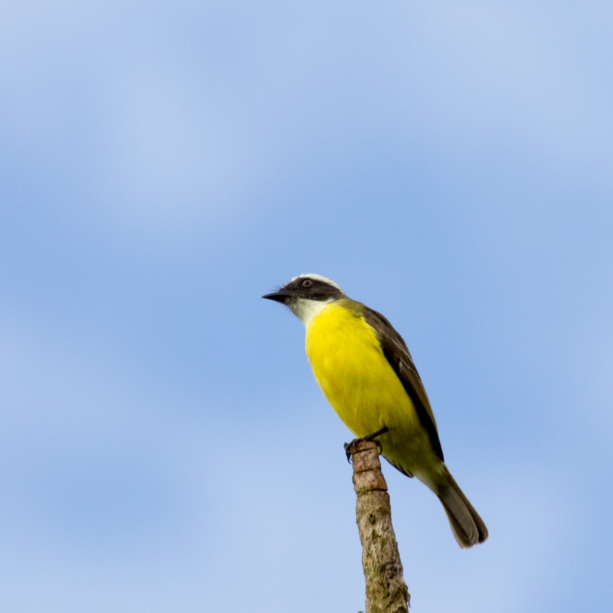 Social Flycatcher - ML233112221